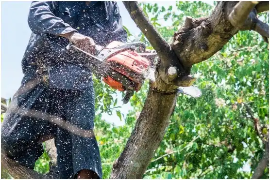 tree services Bassett